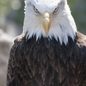 Meet your Posher, Bruce